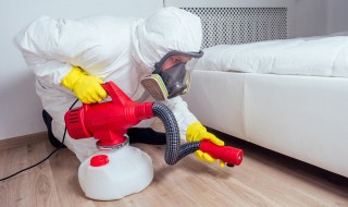 灭跳蚤小妙招有哪些 如何灭跳蚤