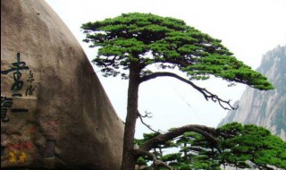 安徽黄山迎客松介绍 黄山迎客松简介
