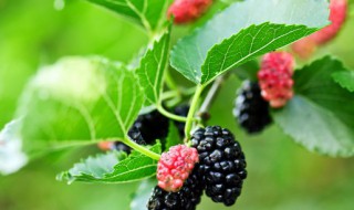 桑葚的采摘法 桑葚的采摘法是什么