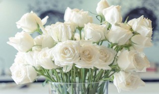 送白玫瑰的含义 送白玫瑰花的意思
