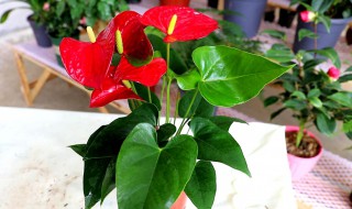 红掌养殖秘诀 养殖红掌有什么诀窍