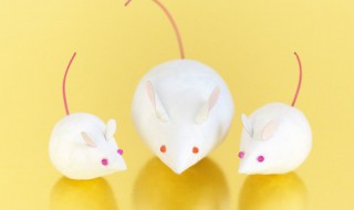 鸡鸣狗盗指什么动物 鸡鸣狗盗指哪个动物