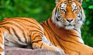 金戈铁马是指什么动物 金戈铁马指的是什么