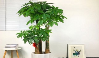 发财树摆放在客厅哪里最旺 发财树旺财的最佳位置