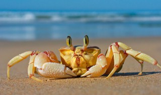 螃蟹怎么清洗干净小苏打 怎么洗螃蟹才干净