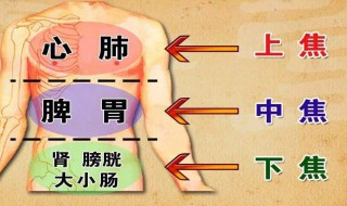 三焦经是指哪三经 三焦是什么意思