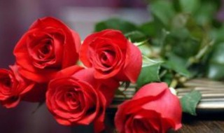 鲜花养护小知识 鲜花养护小知识是什么