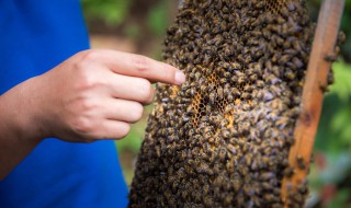 蜂箱里面长棉虫怎么办 蜂箱里面长棉虫解决方法