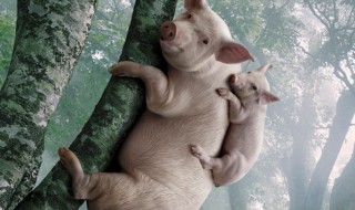 猪是怎么上树的 猪是怎么上树的答案是什么