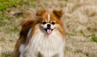 一个家庭不能养两只狗 家庭不能养两只狗的原因