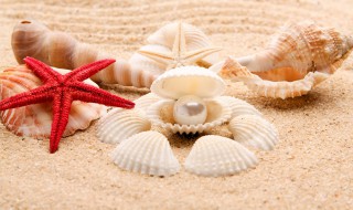 产珍珠的贝类叫什么 珍珠贝介绍