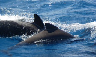 鲸鱼为什么冲滩 鲸鱼为什么会冲滩呢