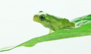 两栖类动物有哪些 两栖类动物的介绍