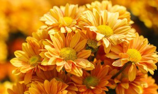 春兰秋菊什么意思 春兰秋菊的意思是什么