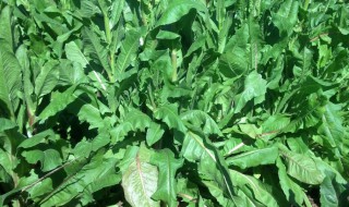 菊苣是什么东西 关于菊苣简介