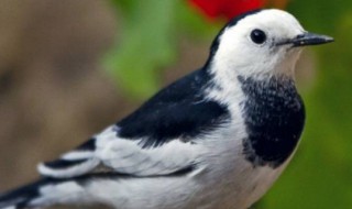 什么是鸟类 鸟类介绍