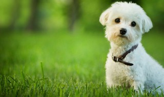 狗吃巧克力会死吗 巧克力对狗有害吗