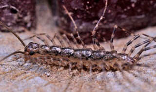 草鞋底虫子怎么进屋的 草鞋底虫子如何进屋