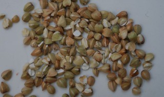 决明子可以吃吗 决明子的作用介绍