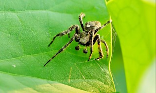 蜘蛛的寿命 蜘蛛的一般寿命