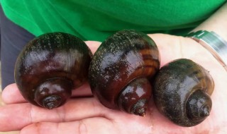 田螺要放什么清洗干净 清洗田螺的流程