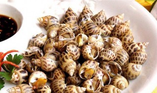 如何清洗花螺干净些 清洗花螺的妙招