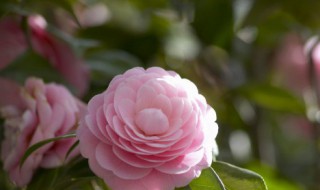 经典语录励志唯美 励志唯美经典语录有哪些