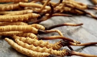 虫草怎么清洗能干净 虫草清洗干净的方法介绍