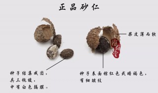 砂仁和什么相克 砂仁和什么一起吃会相克