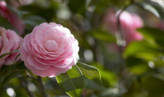 家里可以放假花吗 家里能不能摆放假花呢