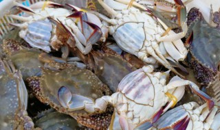 梭子蟹和白蟹有什么区别吗 梭子蟹和白蟹有何不同