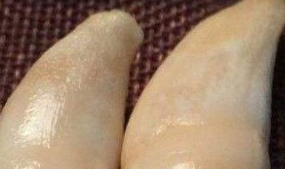 角角是什么文玩 角角是啥文玩