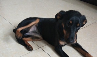 火梗和猎梗有什么区别 火梗和猎梗的不同