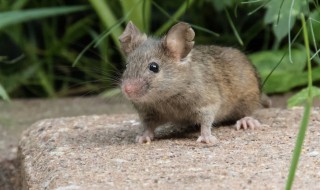 家里有只老鼠怎么除掉 家里有只老鼠除掉方法