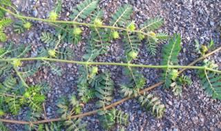 怎样吃刺蒺藜才壮阳 如何吃刺蒺藜才壮阳