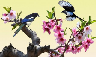 喜鹊枝头叫出门晴天报这句谚语说明什么 喜鹊枝头叫出门晴天报这句谚语的意思