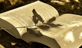 行胜于言质胜于华什么意思 行胜于言质胜于华解释