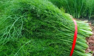 茴香苗什么时候种植 茴香苗的种植方法