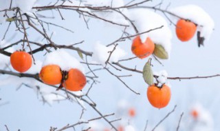 拍柿子的最佳时间是什么时候 拍柿子的最佳时间