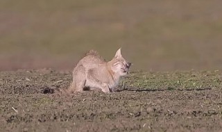 蹲踞的意思是什么 蹲踞的意思