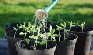 种草什么时候浇水 种草浇水时间介绍