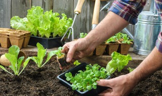 浇菜什么时候浇比较好 蔬菜浇水最佳时间