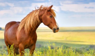 一夫当关谁能闯动物指的是什么 一夫当关谁能闯动物是什么