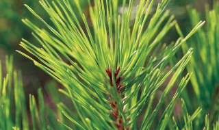 松针怎样清洗才能干净 怎样清洗松针才能干净