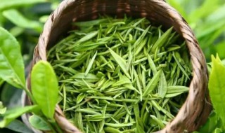 不知春是什么茶 不知春介绍