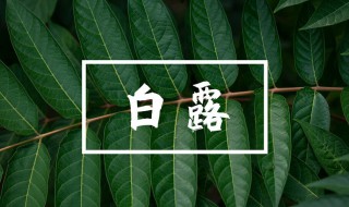 什么时候白露2021 2021白露是什么时候