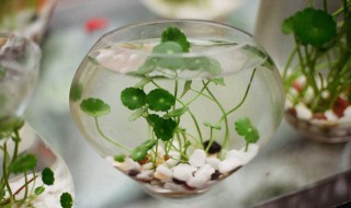 铜钱草可以养在鱼缸里吗 铜钱草可以养在鱼缸里是吗