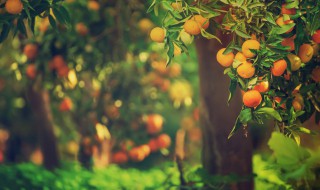 古木参天的意思是什么 古木参天的解释