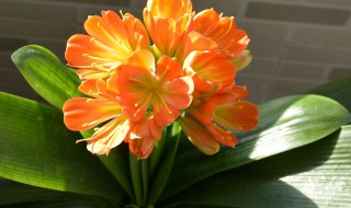 君子兰怎样换盆换土 如何给君子兰换盆换土