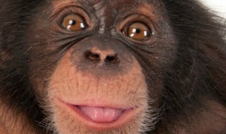 笑容满面是什么动物 笑容满面的动物是什么